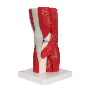 A882_04_1200_1200_Human-Knee-Joint-Model-with-Removable-Muscles-12-part-3B-Smart-Anatomy