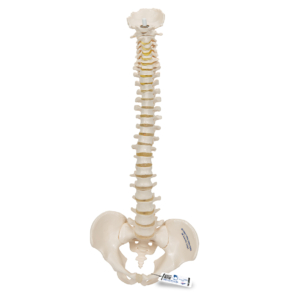 A18-20_01_1200_1200_Mini-Human-Spinal-Column-Model-Flexible-Mounted-3B-Smart-Anatomy