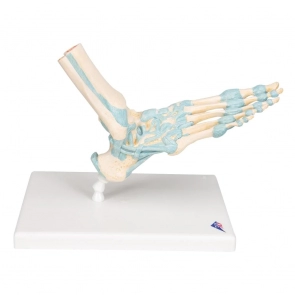 foot-skeleton-model-with-ligaments-includes-3b-smart-anatomy-684374_1024x